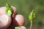 Sticky nightshade